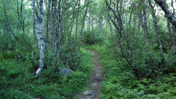 the bush trail.jpg