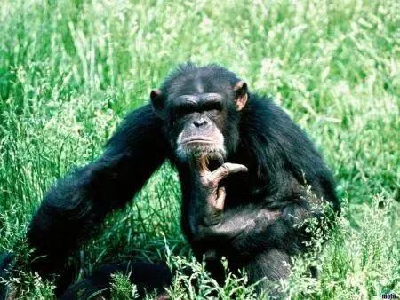 chimpanzee01.webp
