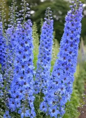 Delphinium Kestrel_1744.webp