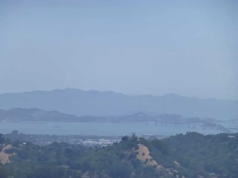 East Bay Zoom shot.webp