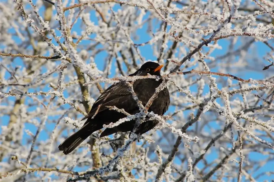 Ireland Birds 119 (Large).webp