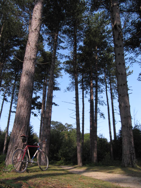 Ritchey trees