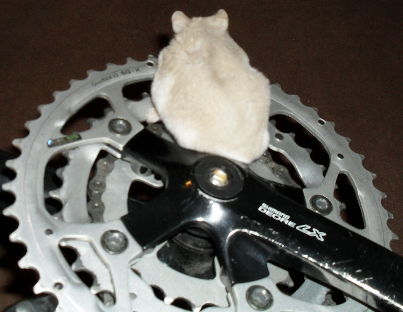LX rodent