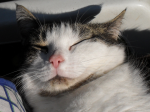 CAT!