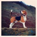 BarneyPosing