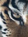 eye of the tiger