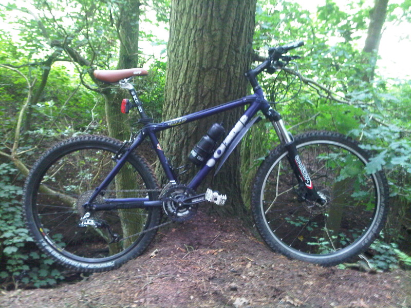 gringodelamere